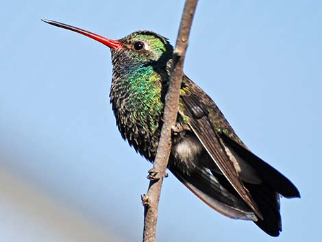 Broad-billed Hummingbird (Cynanthus latirostris)