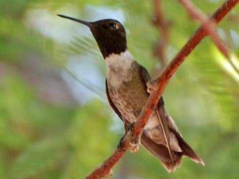 Black-chinned Hummingbird (Archilochus alexandri)