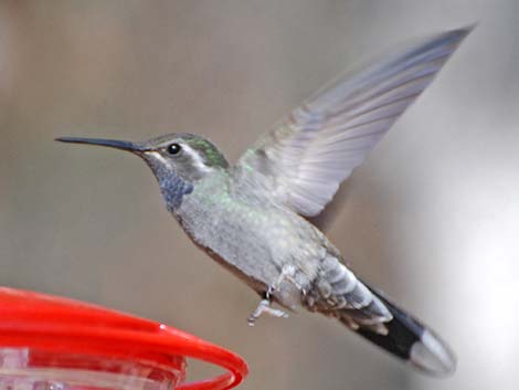 Blue-throated Hummingbird (Lampornis clemenciae)