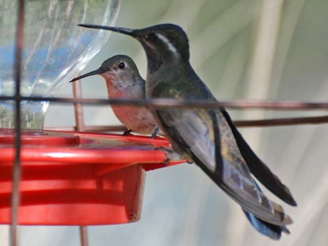 Blue-throated Hummingbird (Lampornis clemenciae)