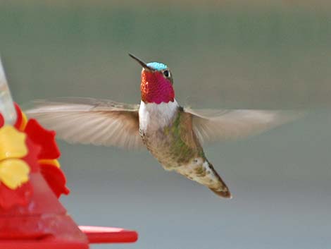 Broad-tailed Hummingbird (Selasphorus platycercus)