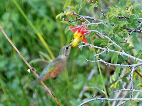 Broad-tailed Hummingbird (Selasphorus platycercus)