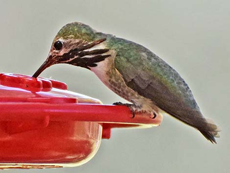 Calliope Hummingbird (Stellula calliope)