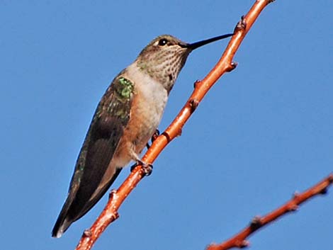 Calliope Hummingbird (Stellula calliope)