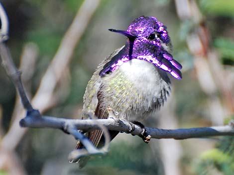 Costa's Hummingbird (Calypte costae)