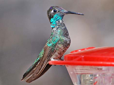 Rivoli's Hummingbird (Eugenes fulgens)