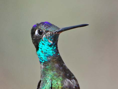 Rivoli's Hummingbird (Eugenes fulgens)