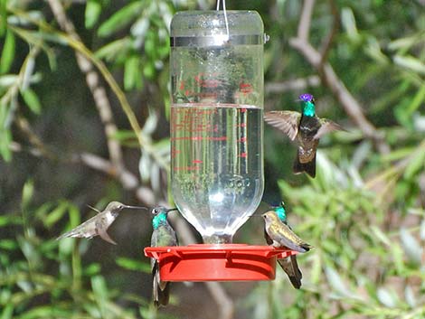 Rivoli's Hummingbird (Eugenes fulgens)