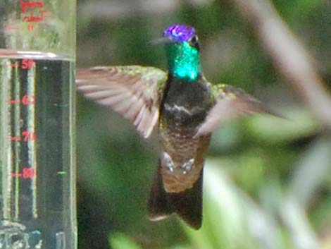 Rivoli's Hummingbird (Eugenes fulgens)