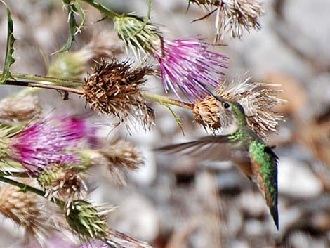 Rufous Hummingbird (Selasphorus rufus)