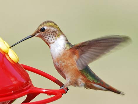 Rufous Hummingbird (Selasphorus rufus)