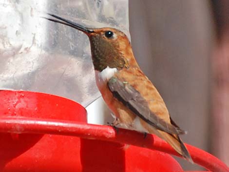 Rufous Hummingbird (Selasphorus rufus)