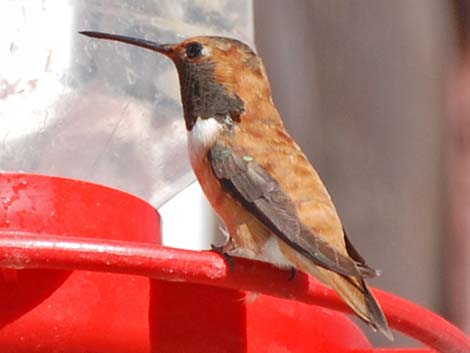 Rufous Hummingbird (Selasphorus rufus)