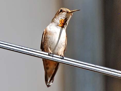 Rufous Hummingbird (Selasphorus rufus)