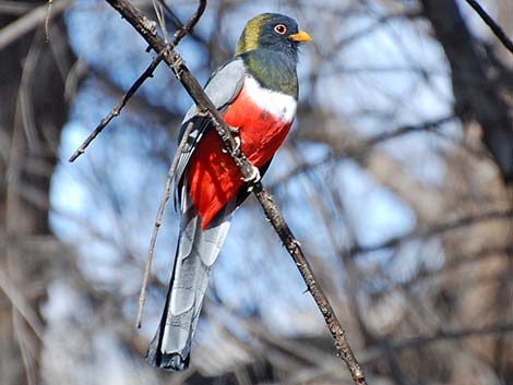 Elegant Trogon (Trogon elegans)