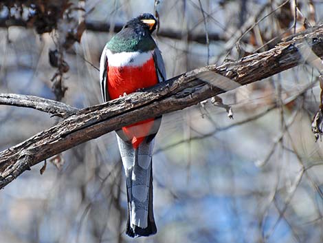 Elegant Trogon (Trogon elegans)