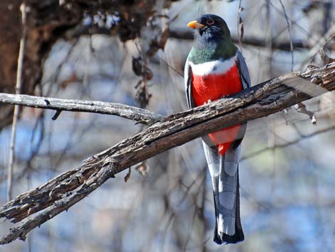 Elegant Trogon (Trogon elegans)