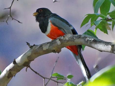 Elegant Trogon (Trogon elegans)