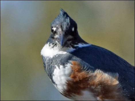 Belted Kingfisher (Ceryle alcyon)