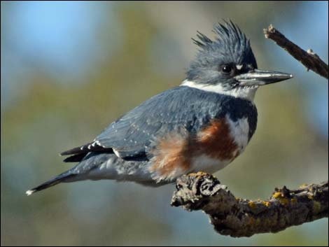 Belted Kingfisher (Ceryle alcyon)