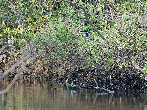 Belted Kingfisher (Ceryle alcyon)