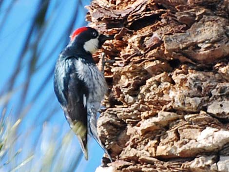 Acorn Woodpecker (Melanerpes formicivorus)