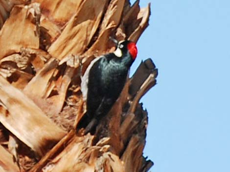 Acorn Woodpecker (Melanerpes formicivorus)