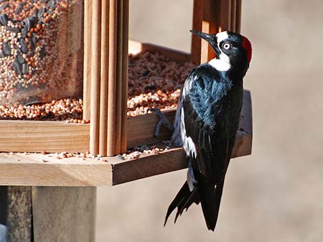 Acorn Woodpecker (Melanerpes formicivorus)