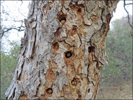 Acorn Woodpecker (Melanerpes formicivorus)