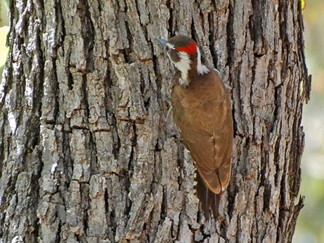 Arizona Woodpecker (Picoides arizonae)