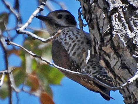 Arizona Woodpecker (Picoides arizonae)