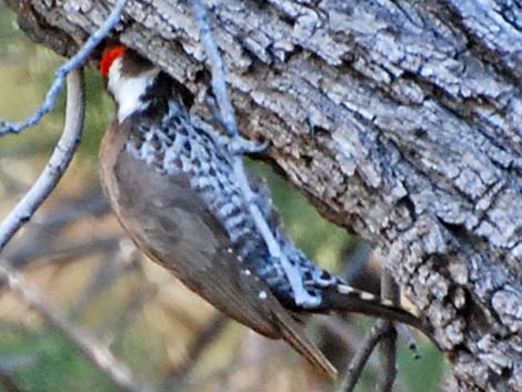 Arizona Woodpecker (Picoides arizonae)