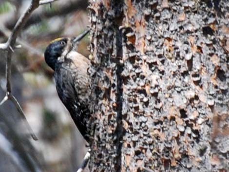 Black-backed Woodpecker (Picoides arcticus)