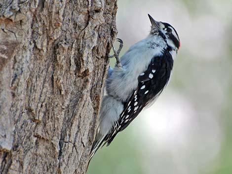 Downy Woodpecker (Picoides pubescens)