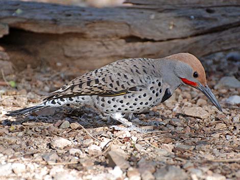 Gilded Flicker (Colaptes chrysoides)