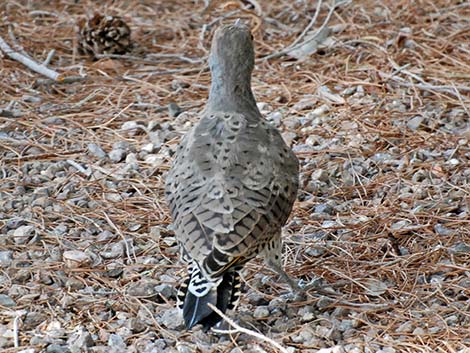 Gilded Flicker (Colaptes chrysoides)