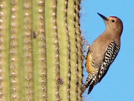 Gila Woodpecker (Melanerpes uropygialis)