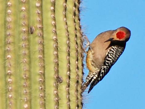 Gila Woodpecker (Melanerpes uropygialis)