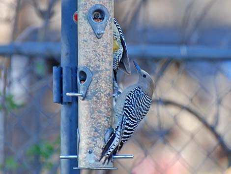 Gila Woodpecker (Melanerpes uropygialis)