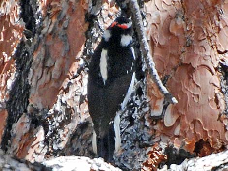 Hairy Woodpecker (Picoides villosus)