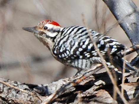 Ladder-backed Woodpecker (Picoides scalaris)