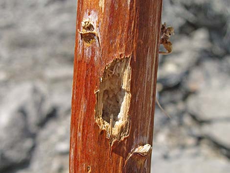 Ladder-backed Woodpecker (Picoides scalaris)