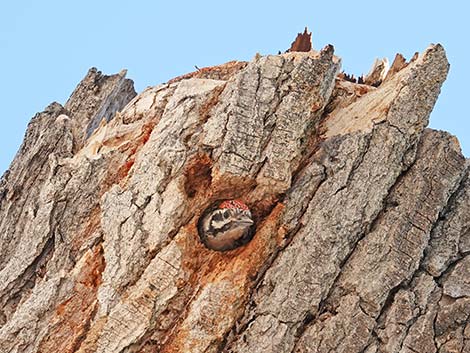 Ladder-backed Woodpecker (Picoides scalaris)