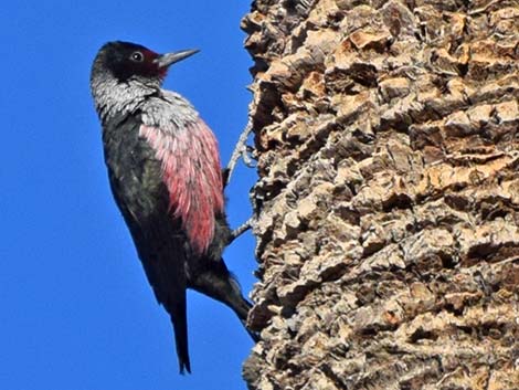 Lewis' Woodpecker (Melanerpes lewis)