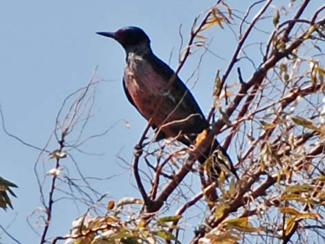 Lewis' Woodpecker (Melanerpes lewis)