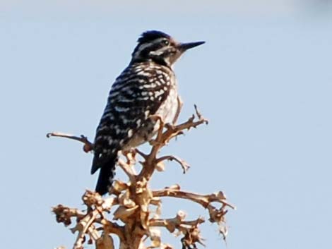 Nuttall's Woodpecker (Picoides nuttallii)