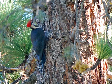 Pileated Woodpecker (Dryocopus pileatus)