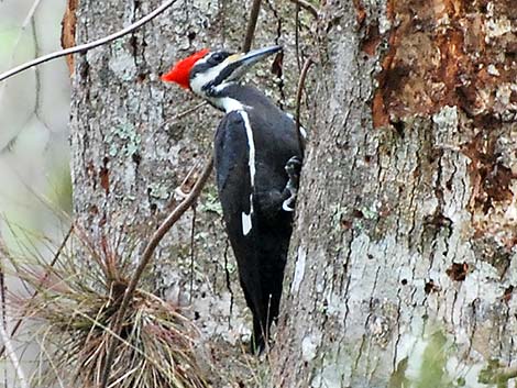 Pileated Woodpecker (Dryocopus pileatus)