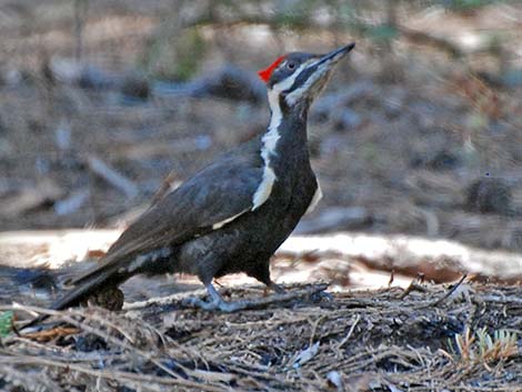 Pileated Woodpecker (Dryocopus pileatus)