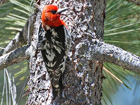 Red-breasted Sapsucker (Sphyrapicus ruber)